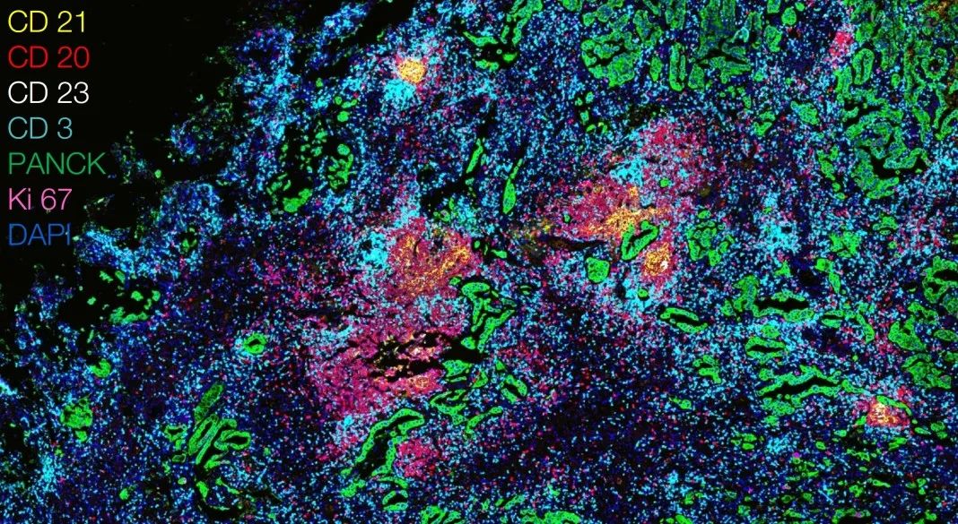 河东河东蔡司显微镜